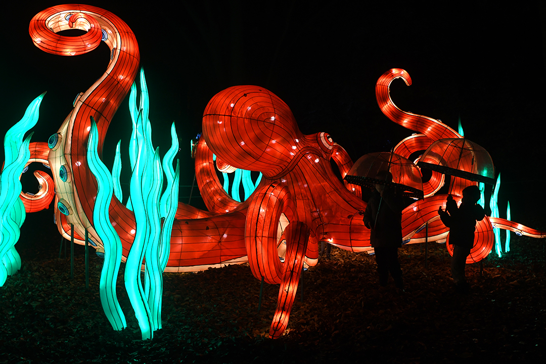 WildLanterns Dazzles At Seattle’s Woodland Park Zoo | ParentMap